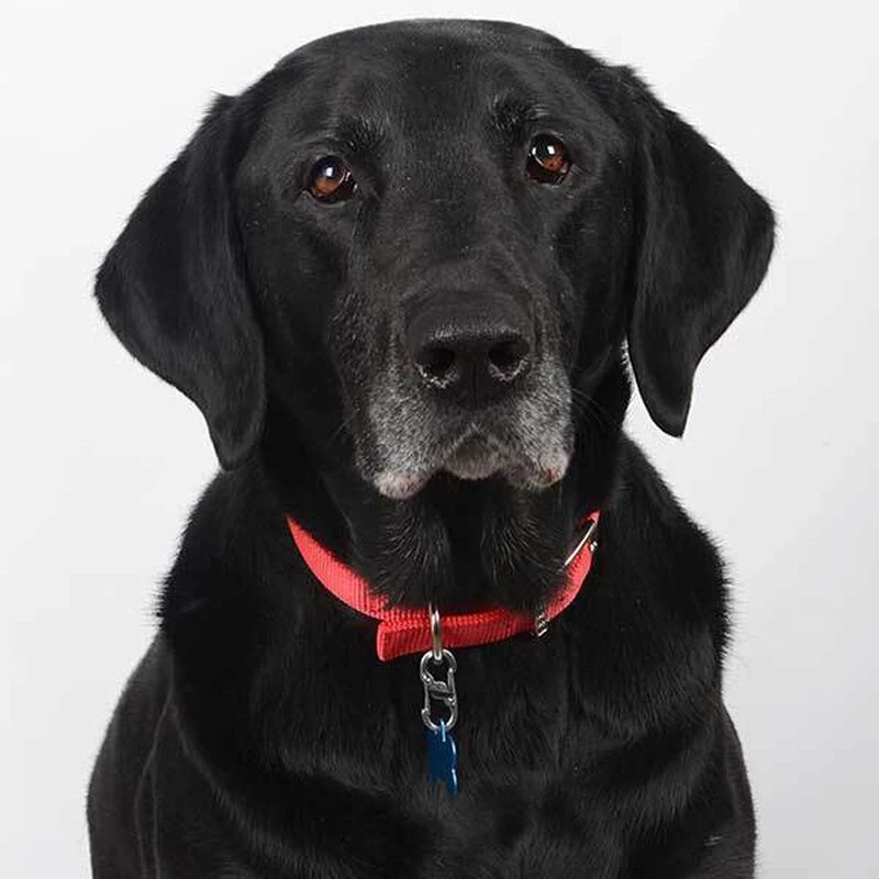 NITE IZE S-Biner Dog TagLock 4 NITE IZE S-Biner Dog TagLock - Image 2