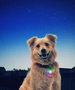 NITE IZE SpotLit™ LED Collar Light - Disc-O Select™ 19 NITE IZE SpotLit™ LED Collar Light - Disc-O Select™ -Outdoor Living shop 19273648 9 1500.26102018120014