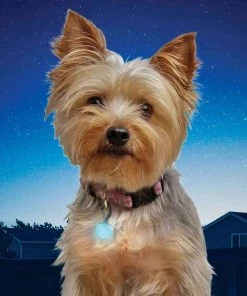 NITE IZE PetLit LED Collar Light, Turquoise Jewel 11 NITE IZE PetLit LED Collar Light, Turquoise Jewel -Outdoor Living shop 19495225 5 1500.25022019030207