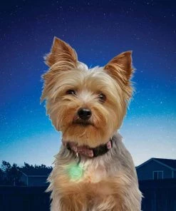 NITE IZE PetLit LED Collar Light, Lime Jewel -Outdoor Living shop 19495233 5 1500.25022019030221