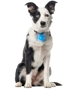 NITE IZE SpotLit™ Collar Light, Blue Plastic -Outdoor Living shop 19495241 3 1500.25022019030229