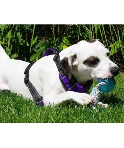 BAY DOG Buoy Ball Dog Toy 7 BAY DOG Buoy Ball Dog Toy -Outdoor Living shop 20247201 2 v2