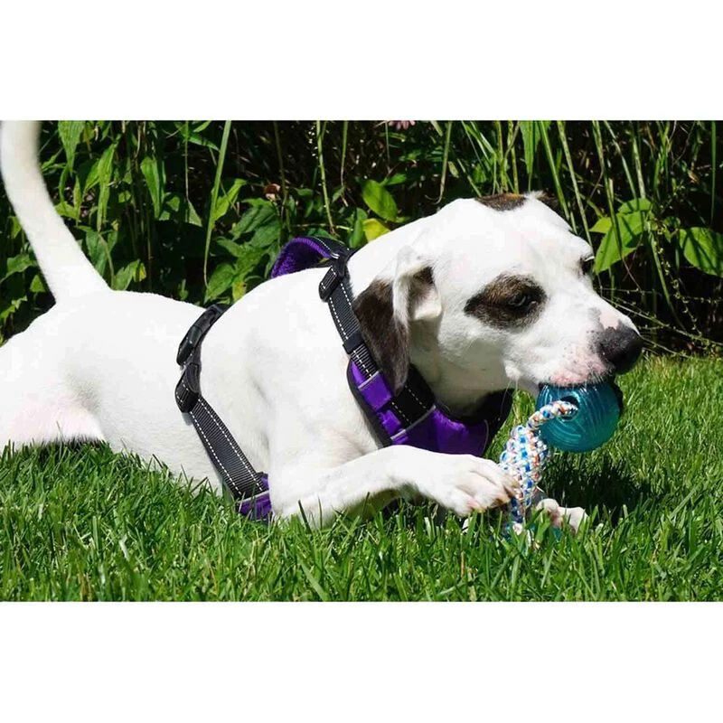 BAY DOG Buoy Ball Dog Toy 5 BAY DOG Buoy Ball Dog Toy - Image 3