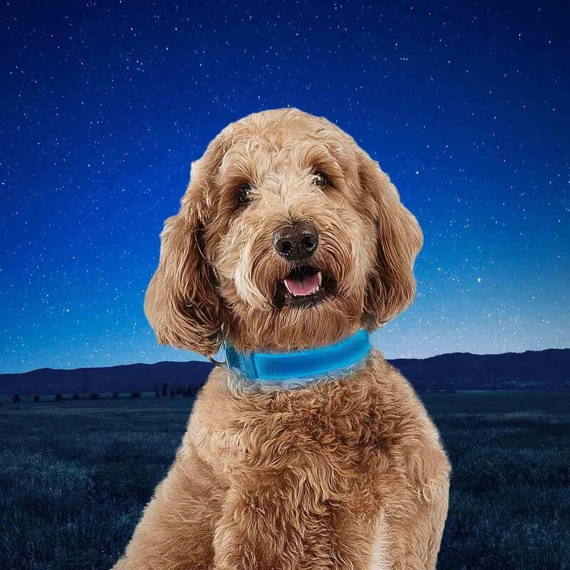 NITE IZE NiteDog™ Rechargeable LED Dog Collar, Large 8 NITE IZE NiteDog™ Rechargeable LED Dog Collar, Large - Image 6